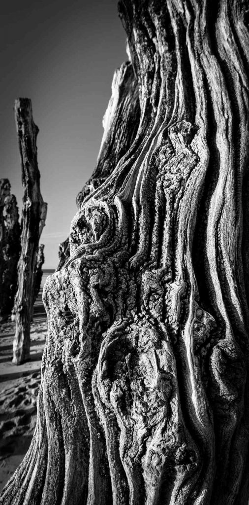 En flânant sur l'Estran © Norbert Bardin Photo en noir et blanc de Norbert Bardin de la série "En flânant sur l'Estran" de pieux en bois aux veines sinueuses en gros plan plantés dans le sable.