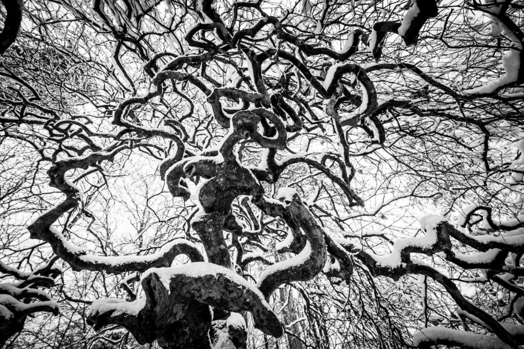L'arbre en folie © Norbert Bardin Photo en noir et blanc de Norbert Bardin de la série "Les faux de Verzy" de branches d'arbre couvertes de neige partant dans tous les sens vers le ciel.