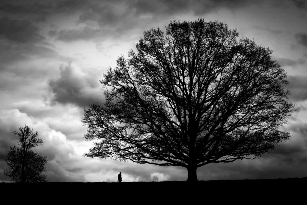 Le vieil homme et l'arbre © Norbert Bardin Photo en noir et blanc de Norbert Bardin de la série "Mes amis enracinés" d'un arbre immense dont les branches se détachent sur un ciel nuageux à la tombée de la nuit. La silhouette d'un homme, bâton à la main, se distingue alors qu'il se dirige vers l'arbre.