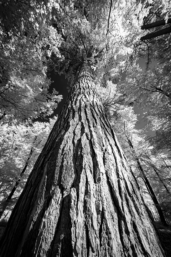 Dans le murmure des arbres © Norbert Bardin