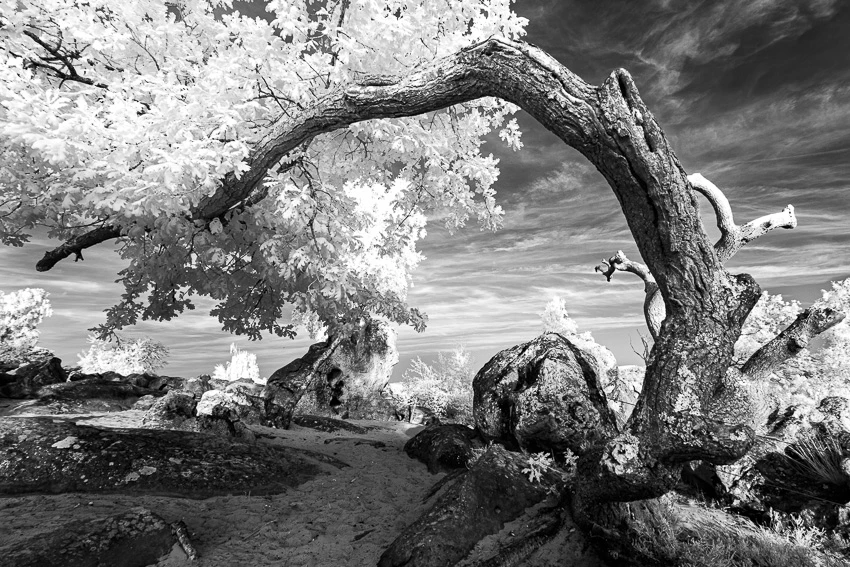 Dans le murmure des arbres © Norbert Bardin
