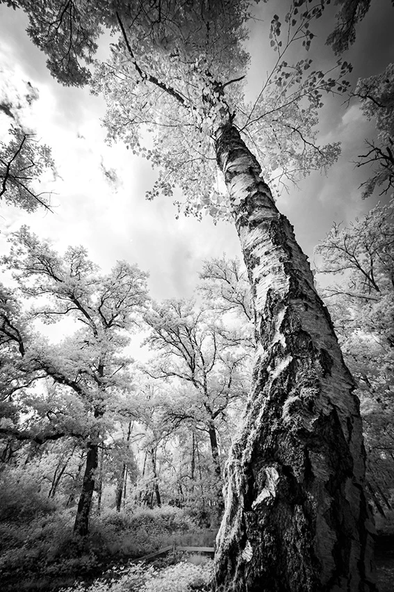 Dans le murmure des arbres © Norbert Bardin