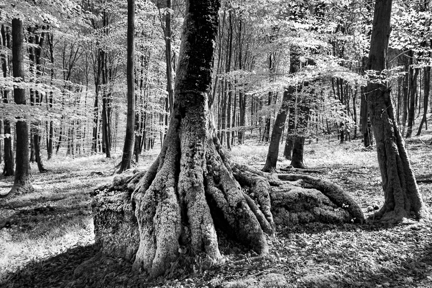 Dans le murmure des arbres © Norbert Bardin