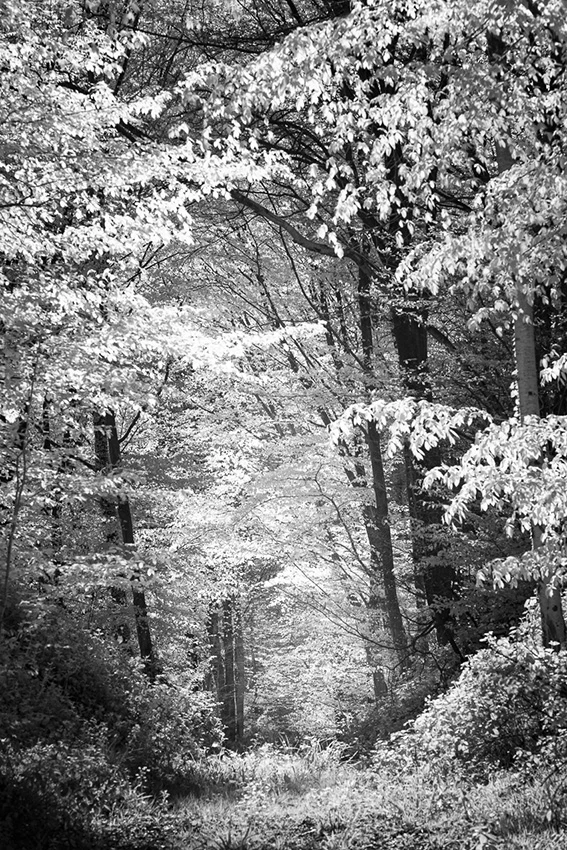 Dans le murmure des arbres © Norbert Bardin