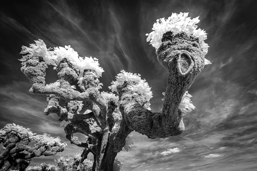Dans le murmure des arbres © Norbert Bardin