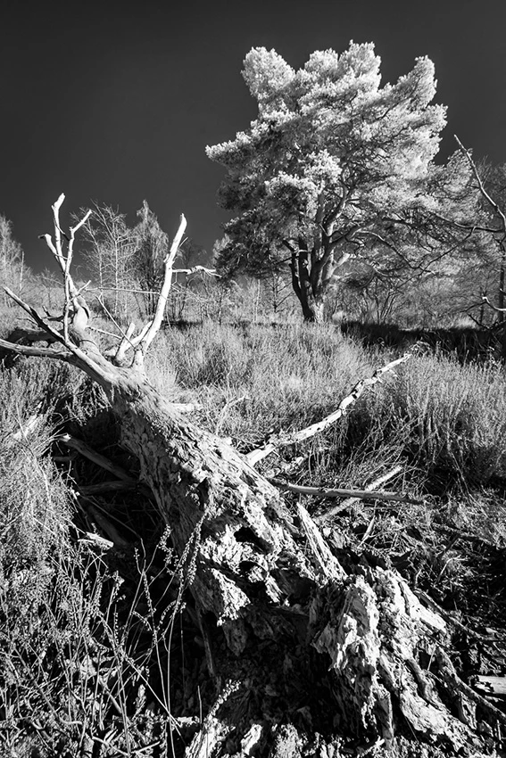 Dans le murmure des arbres © Norbert Bardin