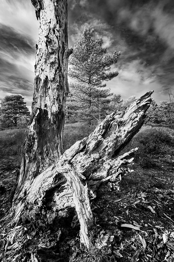 Dans le murmure des arbres © Norbert Bardin