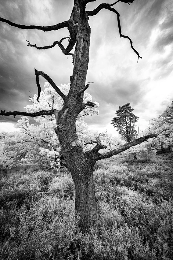 Dans le murmure des arbres © Norbert Bardin