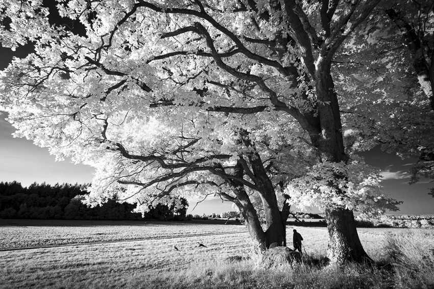 Dans le murmure des arbres © Norbert Bardin