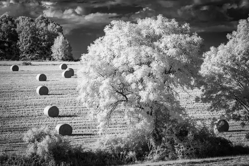 Dans le murmure des arbres © Norbert Bardin