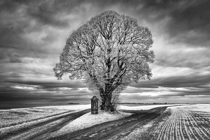 Dans le murmure des arbres © Norbert Bardin