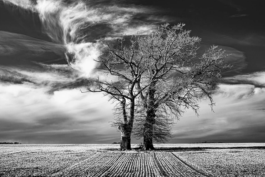 Dans le murmure des arbres © Norbert Bardin