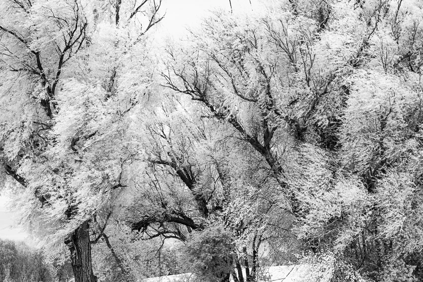 Dans le murmure des arbres © Norbert Bardin