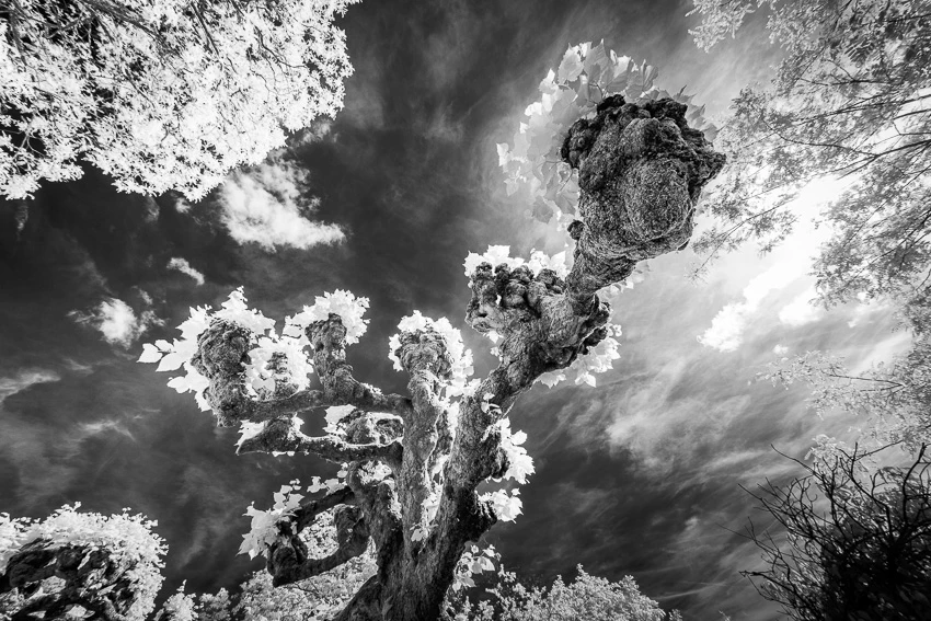 Dans le murmure des arbres © Norbert Bardin