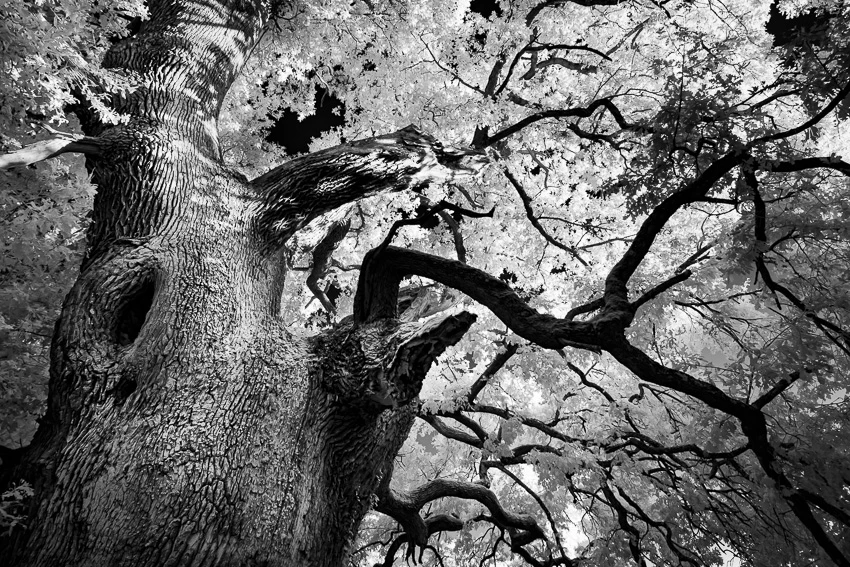 Dans le murmure des arbres © Norbert Bardin