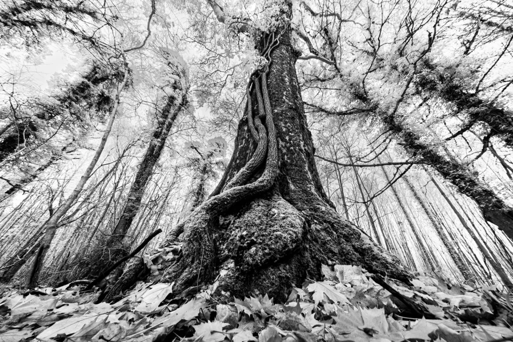 Ancrage © Norbert Bardin