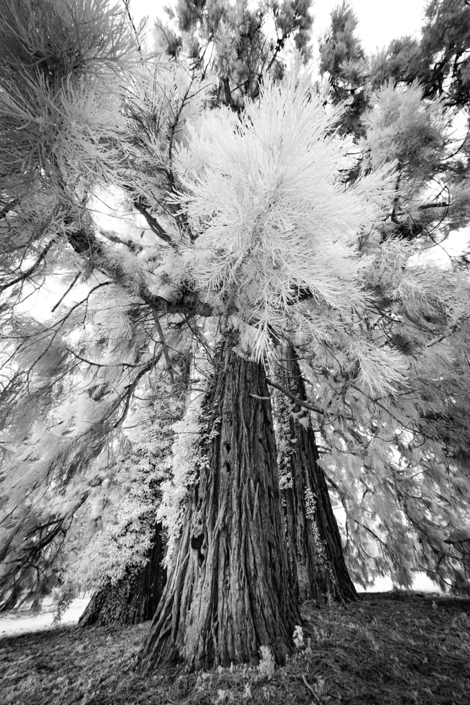 Ecorce et lumière © Norbert Bardin