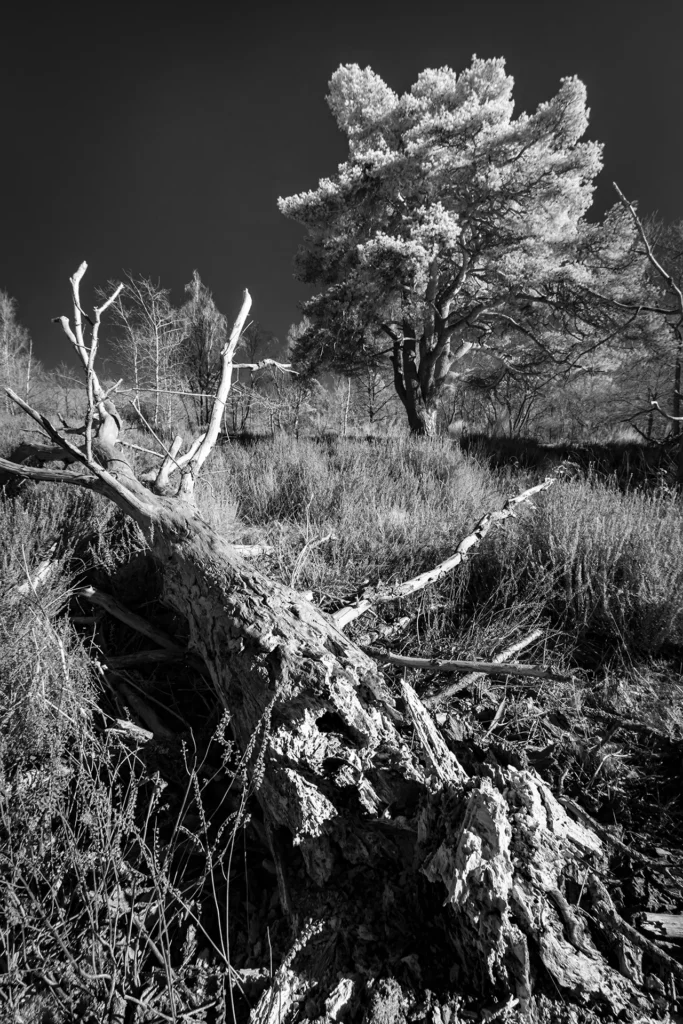 Mort et renaissance © Norbert Bardin