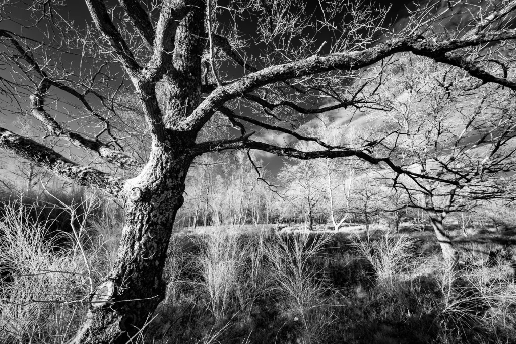 Silhouette protectrice © Norbert Bardin