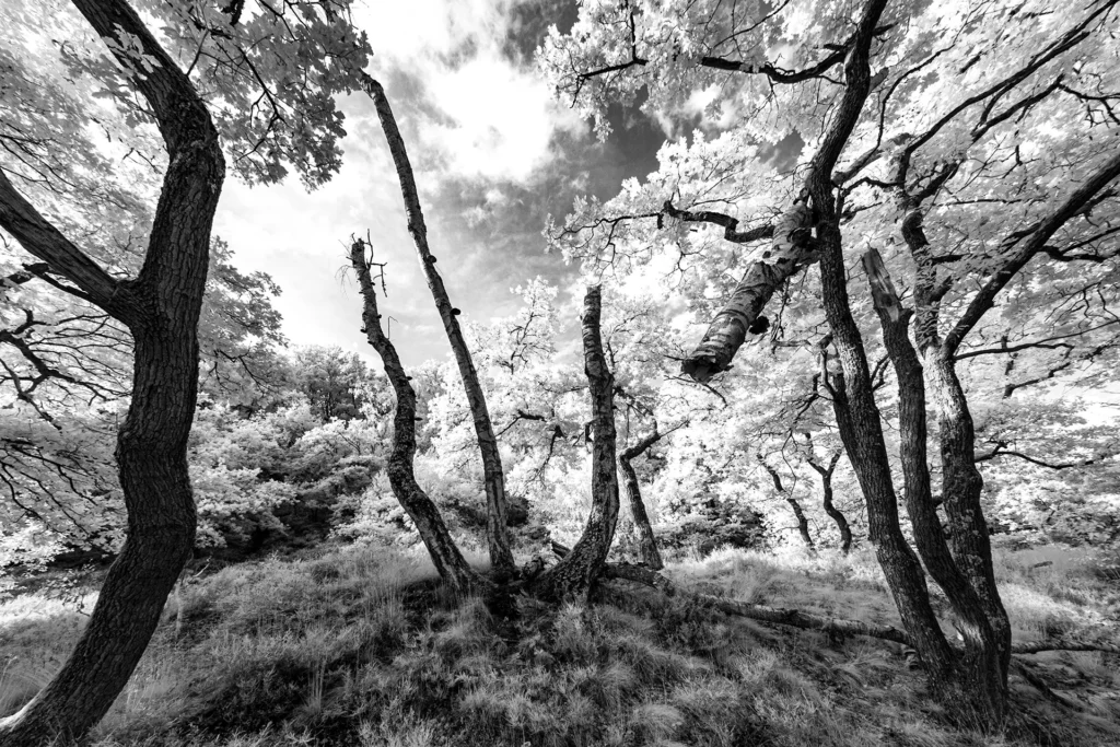 La fourche du diable © Norbert Bardin