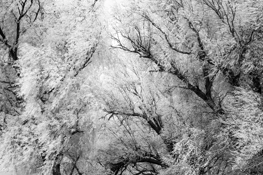 Le vent fige © Norbert Bardin