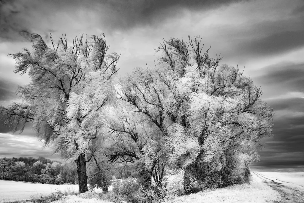 Dans le souffle du vent © Norbert Bardin