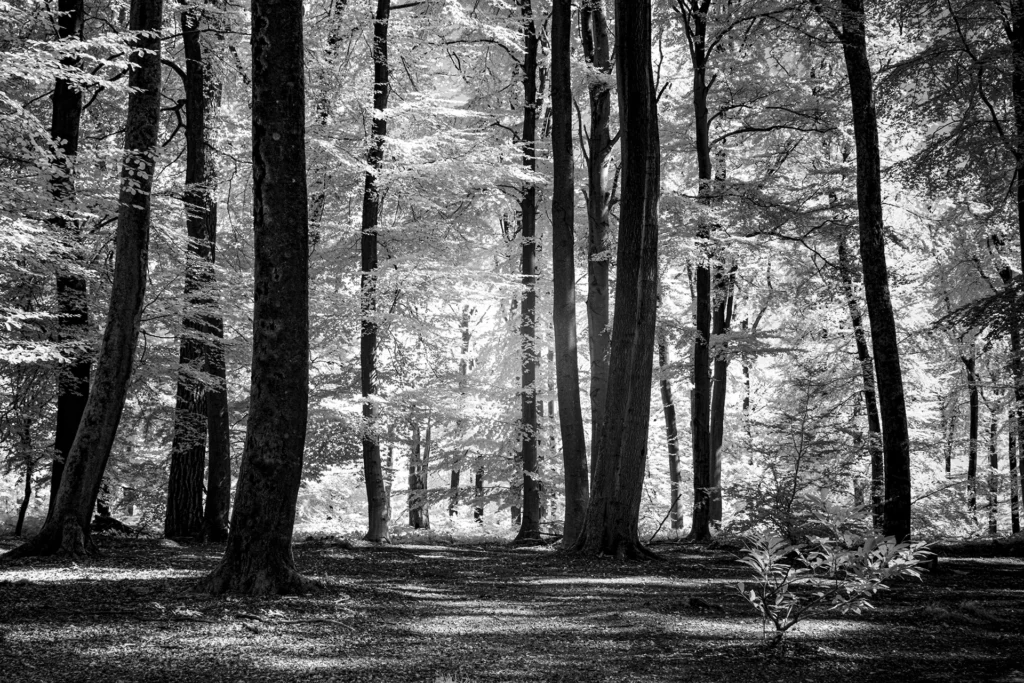 Entre ombre et clarté © Norbert Bardin