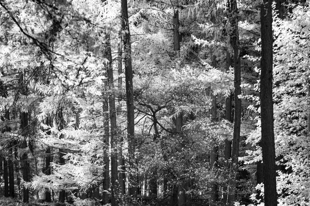L'étoffe de la forêt © Norbert Bardin