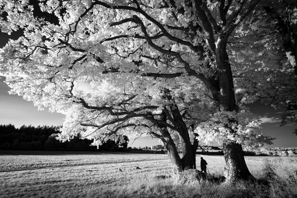 La paix blanche © Norbert Bardin