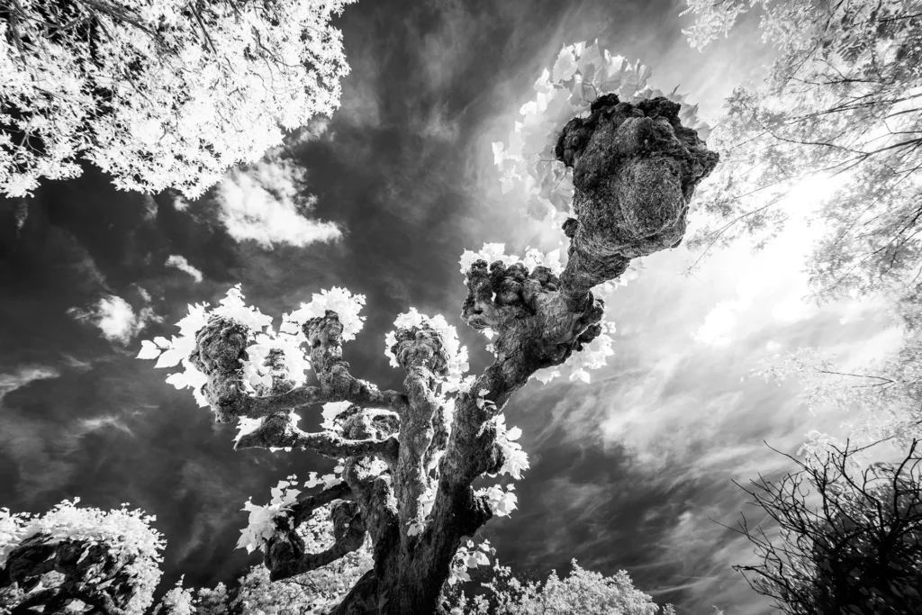 La trogne coiffée de lumière © Norbert Bardin