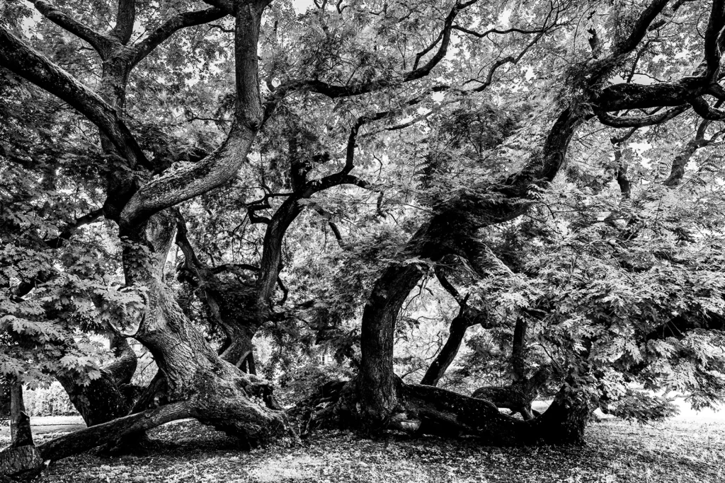 L'élan du second souffle © Norbert Bardin