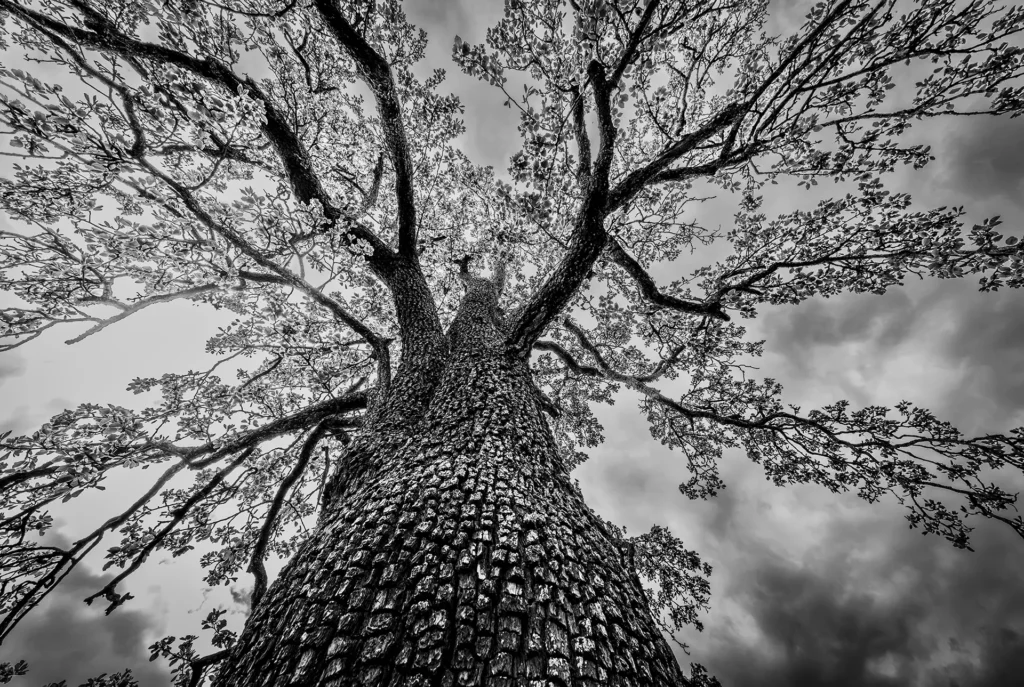 Le doyen toujours fertile © Norbert Bardin