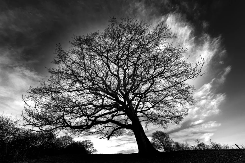 Le chêne qui fait danser les nuages © Norbert Bardin
