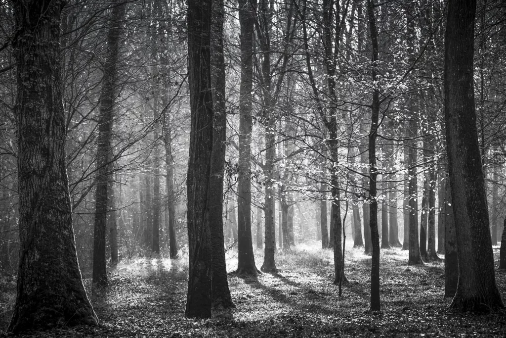Belleau wood © Norbert Bardin