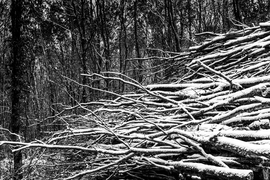 Graphie végétale © Norbert Bardin