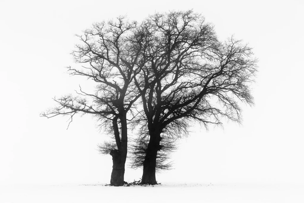 Les jumeaux © Norbert Bardin